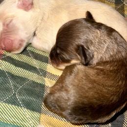 Boy 1 - Liver male Miniature Schnauzer puppy in Comanche, Texas from Circle R