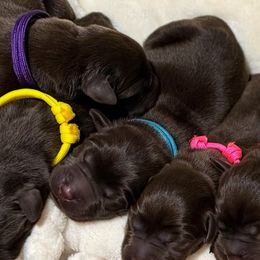 Teal - Chocolate female Labrador Retriever puppy in Huntington, Texas from Soggy Bottom Retrievers