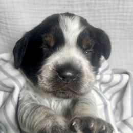 4 - Black white and tan female English Springer Spaniel puppy in Natural Bridge, Virginia from Sara's English Springer Spaniels