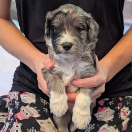 Boy 1 - male Aussiedoodle puppy in New Durham, New Hampshire from Ridgeview Aussiedoodles