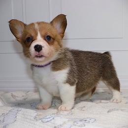 AKC Purple ID Girl - Red female Pembroke Welsh Corgi puppy in Ash Flat, Arkansas from Arkansas Corgis