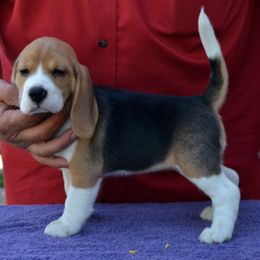 Beagle Puppies from Barrister Beagles