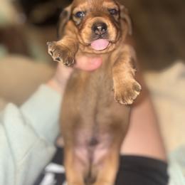 Koe - Sable male Dachshund puppy in Gulfport, Mississippi from Candy & Caits Farmstead Mini Doxies