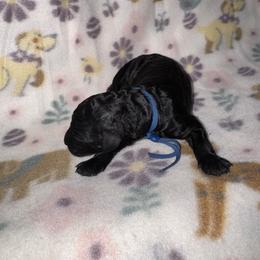 Blue Collar - Black male Goldendoodle puppy in Simpsonville, South Carolina from D & D Golden Doodles, LLC