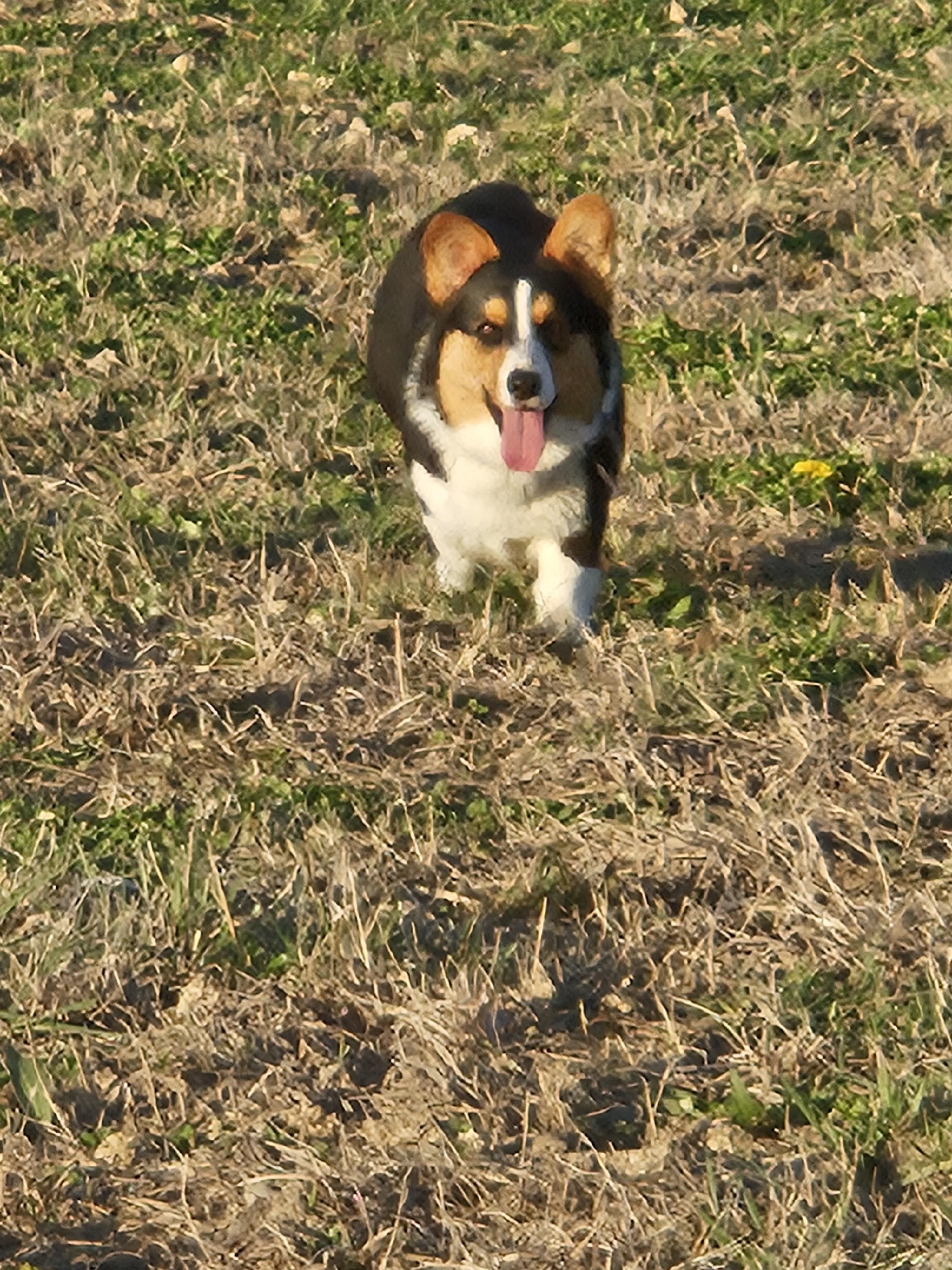 Josie