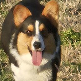 Josie - Cardigan Welsh Corgi