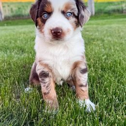 Miniature American Shepherd and Miniature Australian Shepherd Puppies from Sugartop Minis