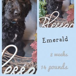 Girl 2 - Saint Berdoodle puppy in St. Maries, Idaho from Casseldoodles @ CasselFarm