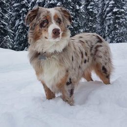 Aussiedoodles and Australian Shepherds from Rockin' Aussie Kennels