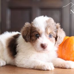Eureka - Brown merle female Aussiedoodle puppy in Hamilton, Montana from North Lake Aussies