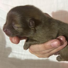 Pomeranian Puppies from Bama Pom Squad