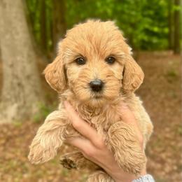 Posie - Apricot female Goldendoodle puppy in Kenansville, North Carolina from J+A Family Doodles