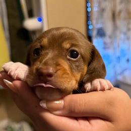 Aphrodite - Piebald female Dachshund puppy in Goleta, California from CBOO Doxies