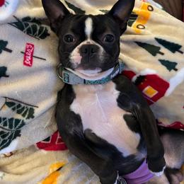 Rex - Boston Terrier