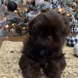Shih Tzu Puppies from Socal Mother Of Shih Tzus