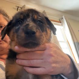 Harl Male - Harlequin male Beauceron puppy in Floyd’s Knobs, Indiana from Birdwing Beaucerons