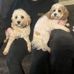 Cavapoos from Royal Poos