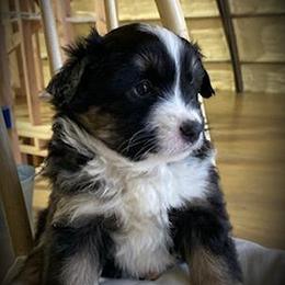 Miniature Australian Shepherd Puppies from Son Shine Farm