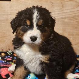 Purple - Black rust and white female Bernese Mountain Dog puppy in Auburn, Washington from MSM Bernese Mountain Dogs