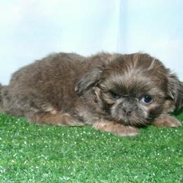 Blue Belle - Blue female Shih Tzu puppy in Wild Rose, Wisconsin from Sorenson's Shih-tzus