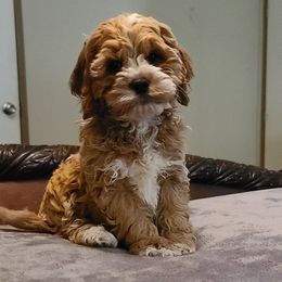 Assorted Doodle Crosses, Cavapoo, Cockapoo, and Poodle Puppies from Doodles by Tatum