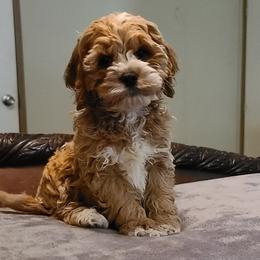 Assorted Doodle Crosses, Cavapoo, Cockapoo, and Poodle Puppies from Doodles by Tatum