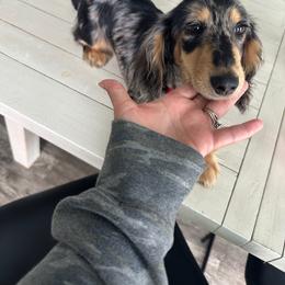 Dachshund puppies from Hoosier Doxies