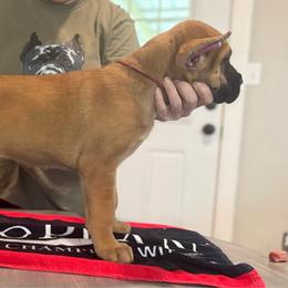 Hot Pink - Fawn female Cane Corso puppy in Paris, Texas from Knucklehead Cane Corso