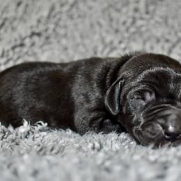 Angel's Envy - Black and white female Great Dane puppy in Chapmansboro, Tennessee from Balthrop Bend Farms