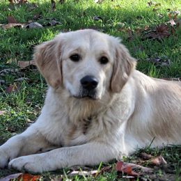 Honey - Golden Retriever