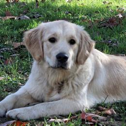 Honey - Golden Retriever