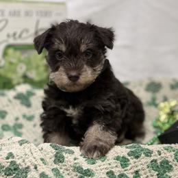 Black collar - Liver male Miniature Schnauzer puppy in Teton County, Montana from East Front Labradors & Treasure State Schnauzers