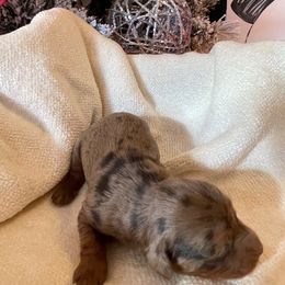 Livvy - Merle female Goldendoodle puppy in Hackleburg, Alabama from The Doodle Patch