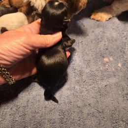 Boy. Black tuxedo - Black male Shih Tzu puppy in Missouri from Farm Animal Mommy Shih tzu's Michalek Dog Breeder
