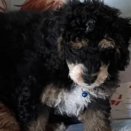 Bernedoodles, Goldendoodles, and Poodles from Donnas Deluxe Doodles LLC