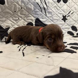 Blitzen - Chocolate male Dachshund puppy in Pearland, Texas from Texas Dachshund Dreams