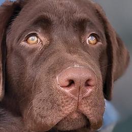 Rosie - Labrador Retriever
