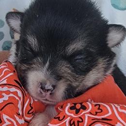 Orange bandana boy - Black and tan male Pembroke Welsh Corgi puppy in Cherokee, Oklahoma from MCS Farms-OK