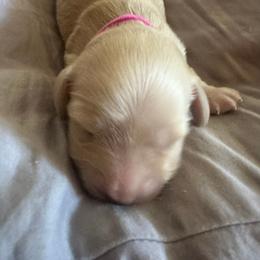 Dark Pink Female - Cream female Dachshund puppy in Trade, Tennessee from TN Miniature Dachshunds & Basset Hounds