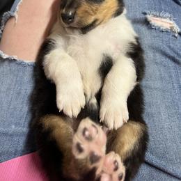 Collie and Yorkshire Terrier Puppies from Jolly Collies & Kingdom Elite Yorkshire Terriers