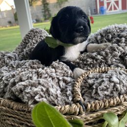 Assorted Doodle Crosses Puppies from Aussie Mountain Doodles