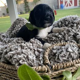 Assorted Doodle Crosses Puppies from Aussie Mountain Doodles