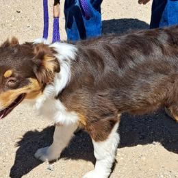 Australian Shepherd puppies from Rusty Bucket Australian Shepherds