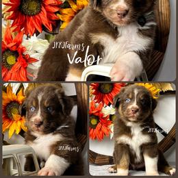 3 Valor - Red tri-color male Australian Shepherd puppy in Huntington, Texas from JKKJ Farms, LLC