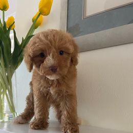 Tiny Taco - Brown male Cavapoo puppy in Los Angeles, California from Myles Barnum