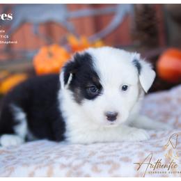 Frances - Black Tri Female - Black tri-color female Australian Shepherd puppy in Red Bud, Illinois from Authentic Aussies