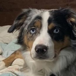 Bo - Miniature Australian Shepherd