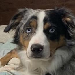 Bo - Miniature Australian Shepherd
