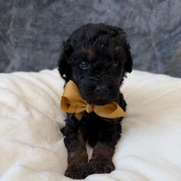 Gristle - Phantom male Goldendoodle puppy in Spokane, Washington from Goldendoodles on the Prairie