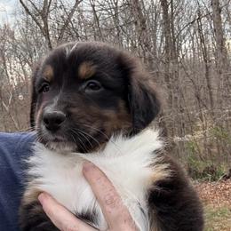 Amour - Black tri-color male Australian Shepherd puppy in Yadkinville, North Carolina from Gold Leaf Farm & Kennels